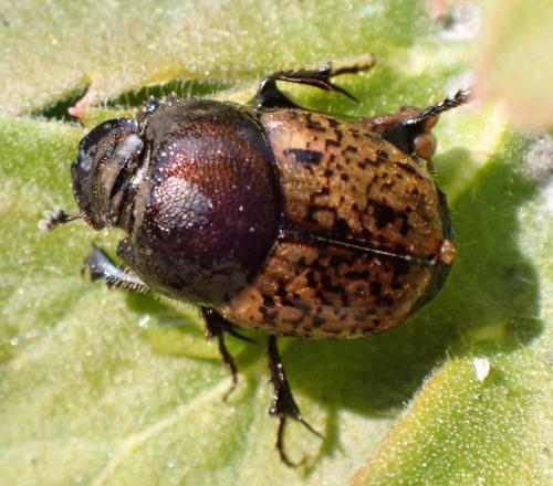 Réf. 291 162 : Onthophagus sp.
